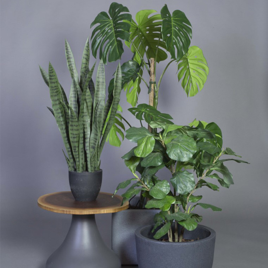 Monstera2-accessoire